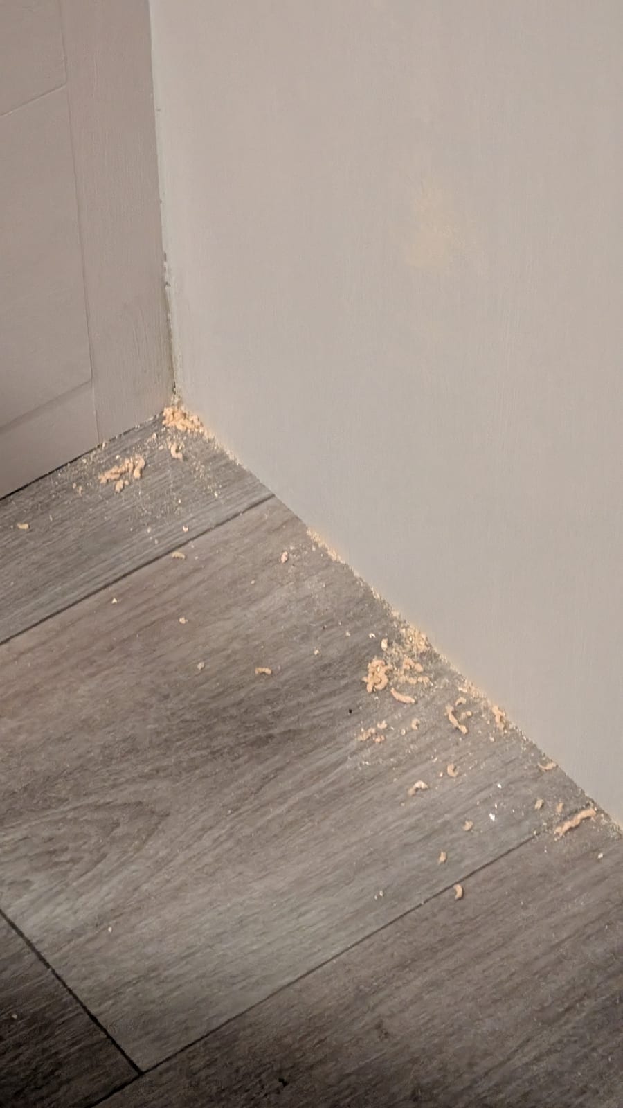 A corner where an RV wall meets the gray wood-look floor, scattered with small curls and crumbs of tan sawdust from drilling.